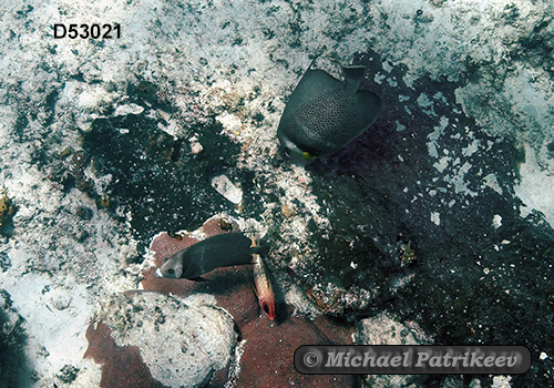 Gray Angelfish (Pomacanthus arcuatus)